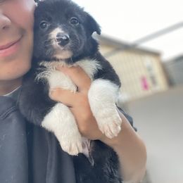 Border Collie and German Shepherd Puppies from Von Guadachi Working Dogs