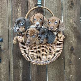 Dachshund puppies from Macks Mini Dachshunds