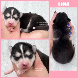 Lima - Black and white female Pomsky puppy in Sheffield, Iowa from Clover Ridge Pomskies