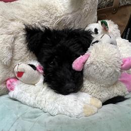 Chinese Shar-Pei and Pumi Puppies from Nixie Kennels
