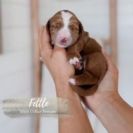 Fettle - Red  female Goldendoodle puppy in Roanoke Rapids, North Carolina from Sweeter than Honey Doodles