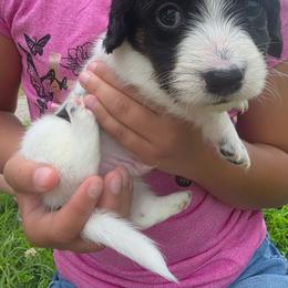 Piebald boy - Piebald male Dachshund puppy in Marietta, Ohio from Harlee's Dachshunds