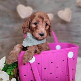 Sam - Red  male Goldendoodle puppy in Woodburn, Indiana from DNLS Doodle Puppies