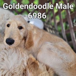 Boy 5 - Red  male Goldendoodle puppy in Athelstane, Wisconsin from Caldron Falls Doodles and Poodles