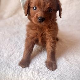 Aquila - Red  female Goldendoodle puppy in Ogden, Utah from Abby Chaffee