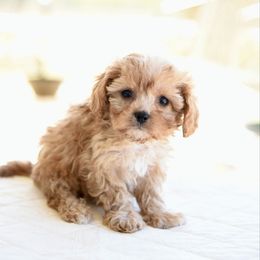 Rosie - Red female Cavapoo puppy in Lawton, Oklahoma from Lindsey’s Cavies