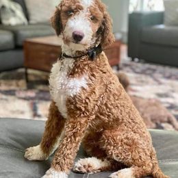 Double Doodles from Double L Doodles