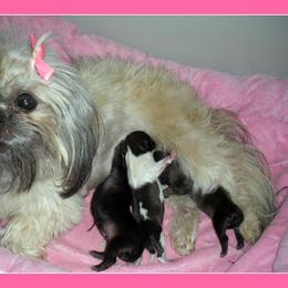 Shih Tzu Puppies from Meadowlyn's Dream Shih Tzu