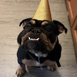 Bulldogs from Monster Kennel Co.