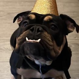 Bulldogs from Monster Kennel Co.