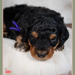 Bonnie - Phantom female Bernedoodle puppy in Connersville, Indiana from Deaz Doodle Ranch
