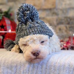 Quartz - Off-white male Lagotto Romagnolo puppy in West Jordan, Utah from Salt Lake Lagotto