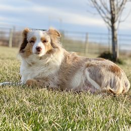 Bindi - Toy Australian Shepherd