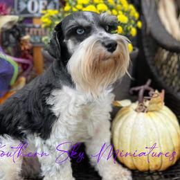 Betty - Miniature Schnauzer