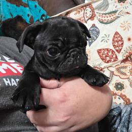 Jackson - Black male Pug puppy in Olin, North Carolina from Piggy Pugs