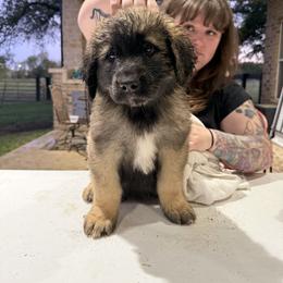 Ms. Lime - Reddish brown female Leonberger puppy in Cypress, Texas from Magnolia Leos