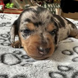 JoJo - Black and tan female Dachshund puppy in Karnes County, Texas from Lazzy Z Dachshunds