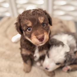 Bagel - Red tri-color male Miniature American Shepherd puppy in Tupalo, Mississippi from Butterfield Trail Farm