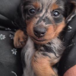 Dachshund Puppies from Smiling Dog Dachshunds