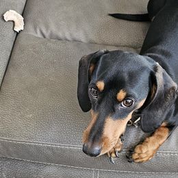 Dachshunds from Wigglebutts Miniature Dachshund Az