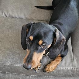 Dachshunds from Wigglebutts Miniature Dachshund Az