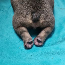 French Bulldog Puppies from Moo's Homestead