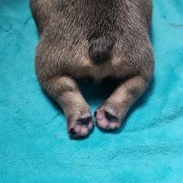 French Bulldog Puppies from Moo's Homestead