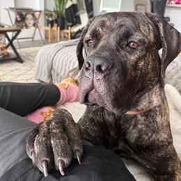 Koda - Black brindle female Cane Corso puppy in Sienna, Texas from Robinson Elite Corsos