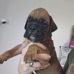 Gustavo - Fawn male Boxer puppy in Piedmont, South Carolina from SmashBox Kennel