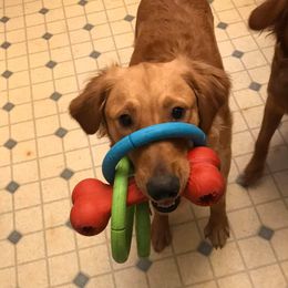 Golden Retrievers from Lucky Penny Goldens