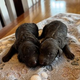 Chocolate Male - Chocolate male Labradoodle puppy in Constableville, New York from Zehr’s Labradoodles & Bernedoodles