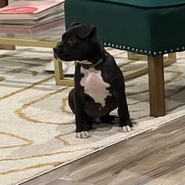 American Bully Puppies from XLRG BULLIES