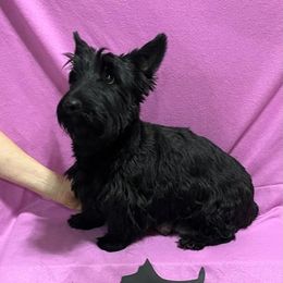 BABE - Scottish Terrier