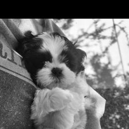 Shih Tzu Puppies from Shih Tzus of Gilbert