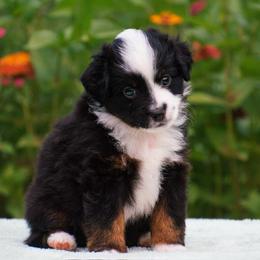 Nemo - Black tri male Miniature American Shepherd puppy in Chocowinity, North Carolina from Foxtail Hollow