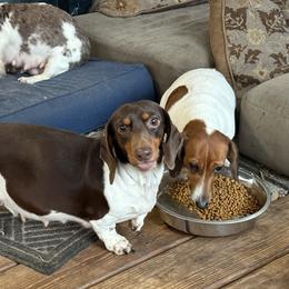 Deme - Dachshund