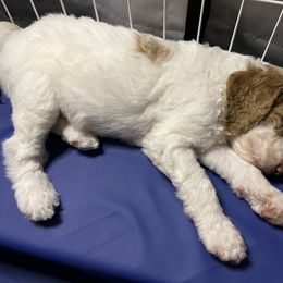 Goldendoodle Puppies from Zany Doodlez