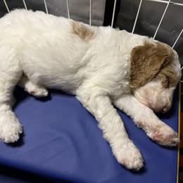 Goldendoodle Puppies from Zany Doodlez