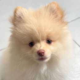 Pomeranian Puppies from Nora’s Pomeranian Newbies