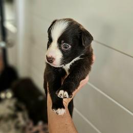 Australian Shepherd Puppies from A-J Farms Iowa