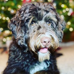 Skye - Australian Labradoodle
