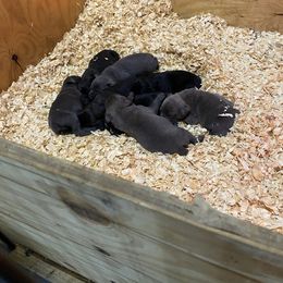 Cane Corso Puppies from Top Gun Cane Corso