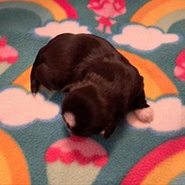 Pinkie - Black and white female Shih Tzu puppy in Silver Springs, Nevada from Meadowlyn's Dream Shih Tzu