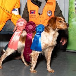 Jelly Bean - French Brittany