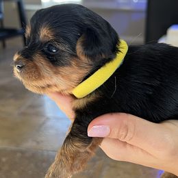 Yorkshire Terriers from Jennifer's Yorkshire terriers