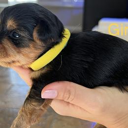 Yorkshire Terriers from Jennifer's Yorkshire terriers