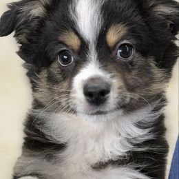 Burk - Black tri male Toy Australian Shepherd puppy in Arrington, Tennessee from Tumblin T Aussies and Aussiedoodles