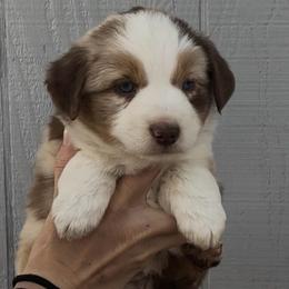 Sixes - Red merle male Miniature Australian Shepherd puppy in North Lakeport, California from Wild Rose Ranch