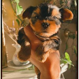 Lena - Black and tan female Yorkshire Terrier puppy in Stockton, California from Lala & Co.