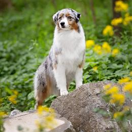 Lennox - Blue merle female Australian Shepherd puppy in Sedalia, Missouri from Affinity Aussies
